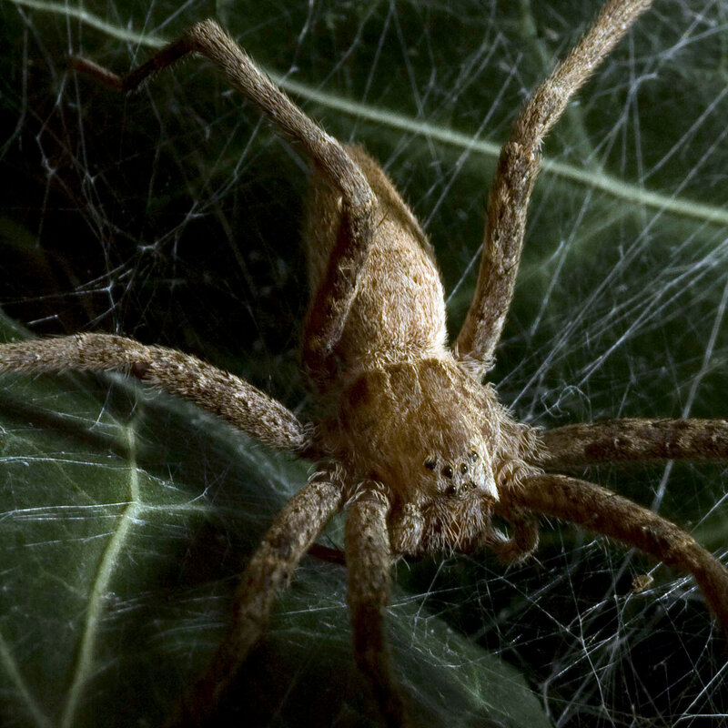 spider on web