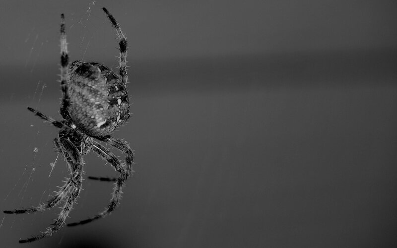 spider on web