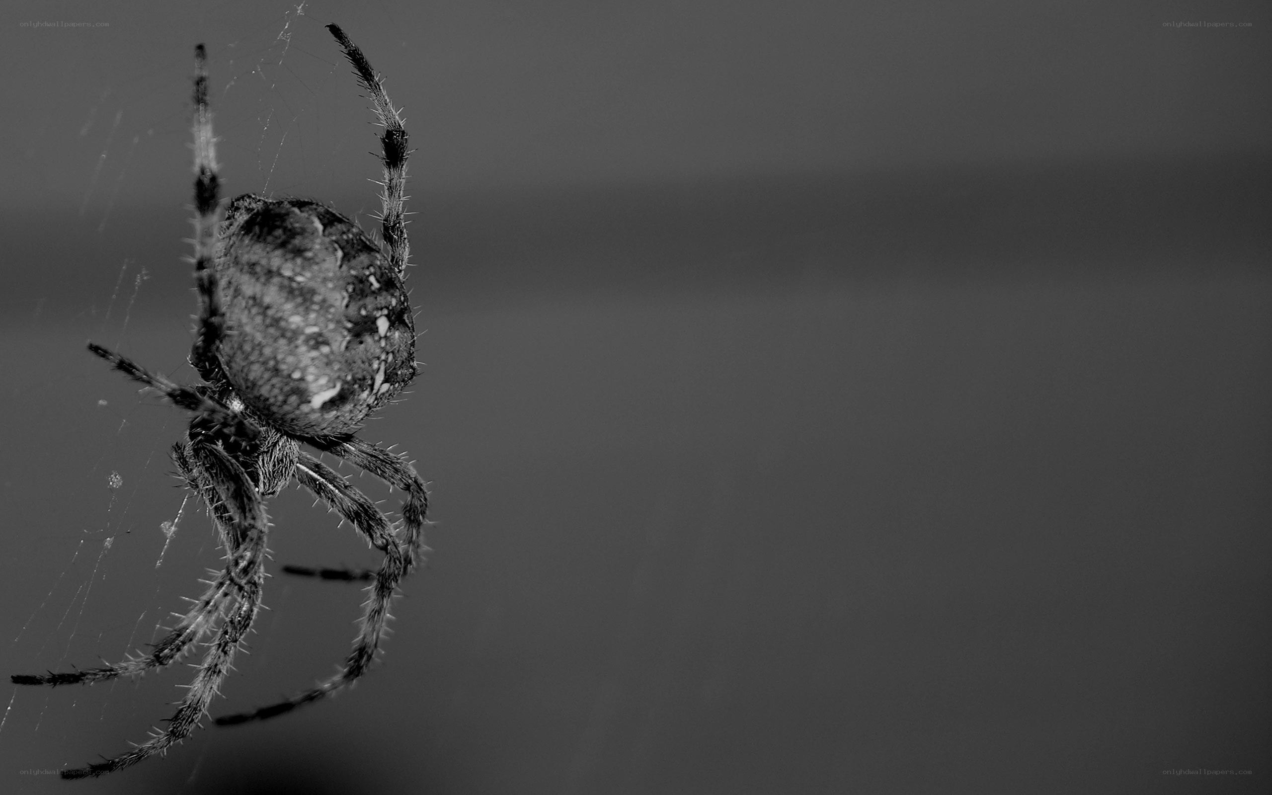 spider on web