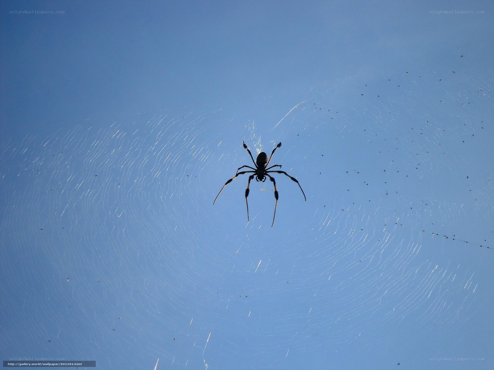 Spider on web against blue sky