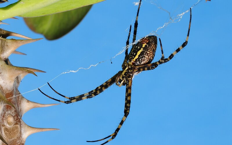 Spider on web against blue sky