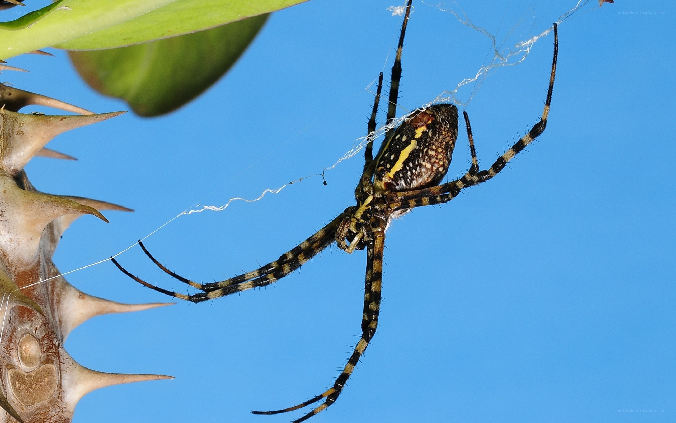 Spider on web against blue sky