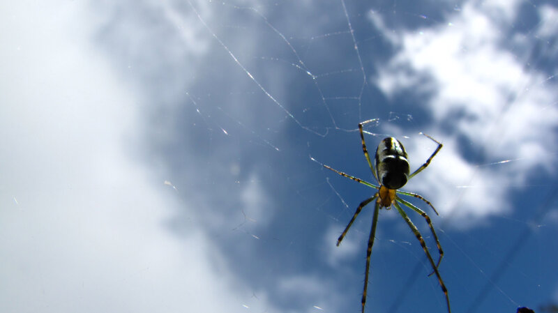 Spider on web against sky