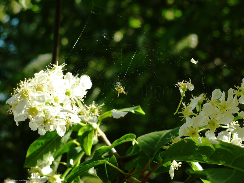 Spider on web among white flowers
