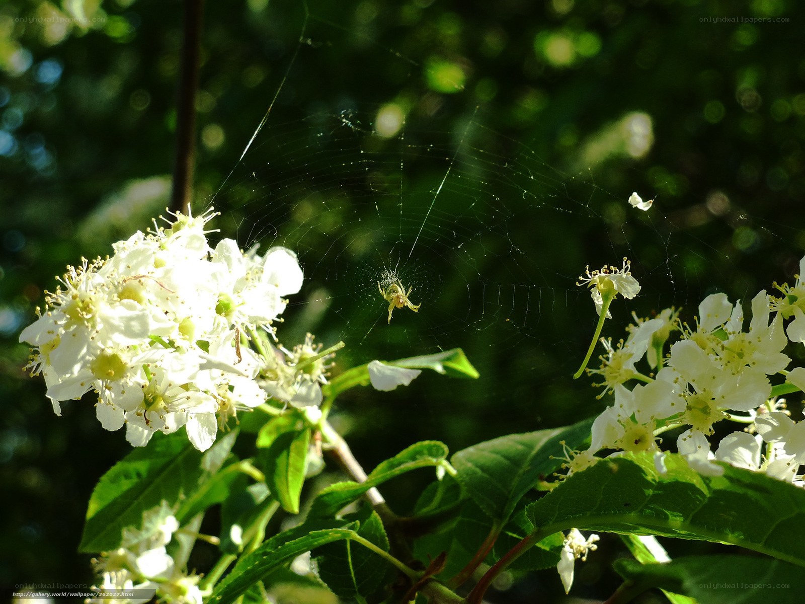 Spider on web among white flowers