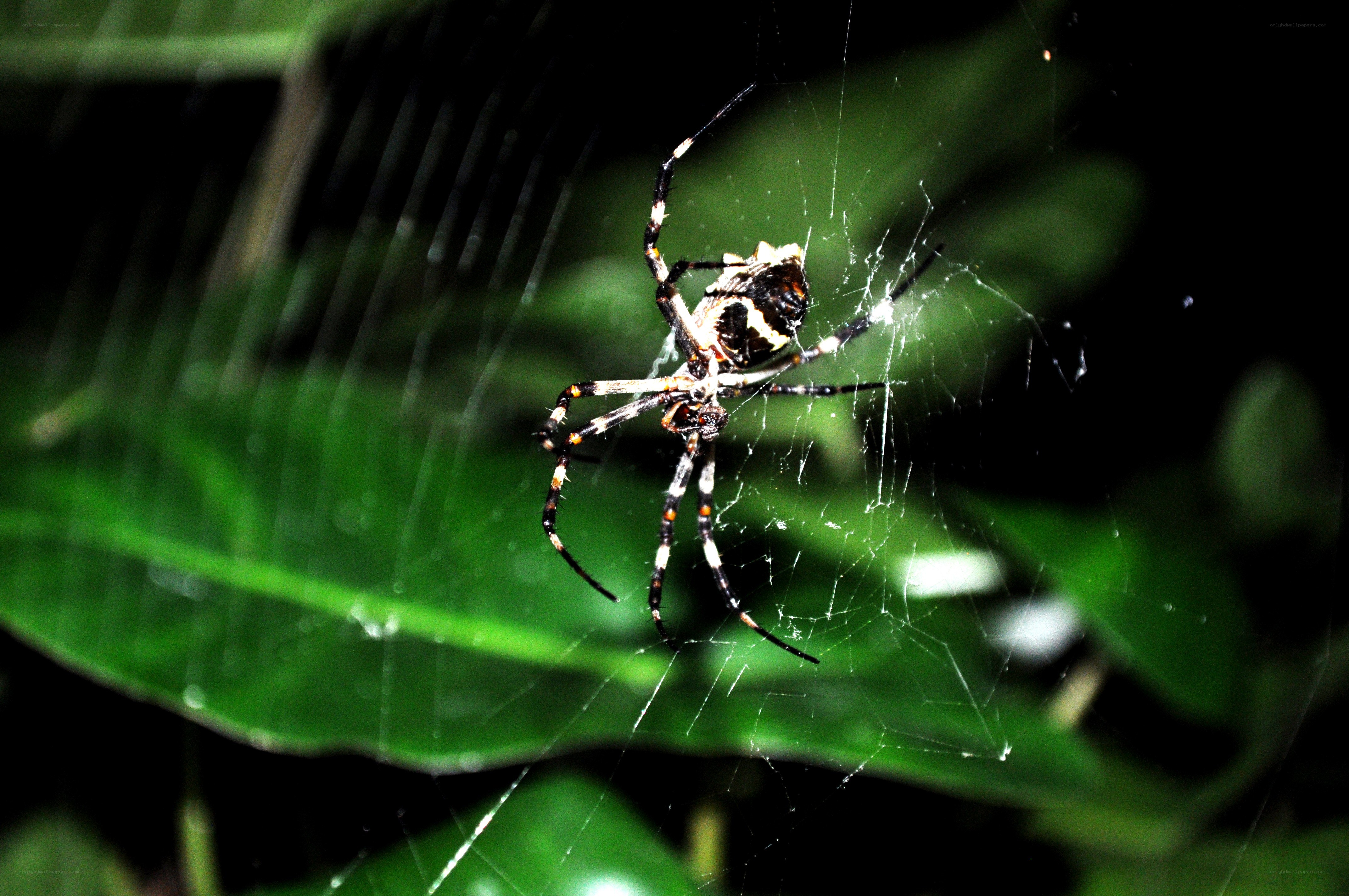 spider on web at night