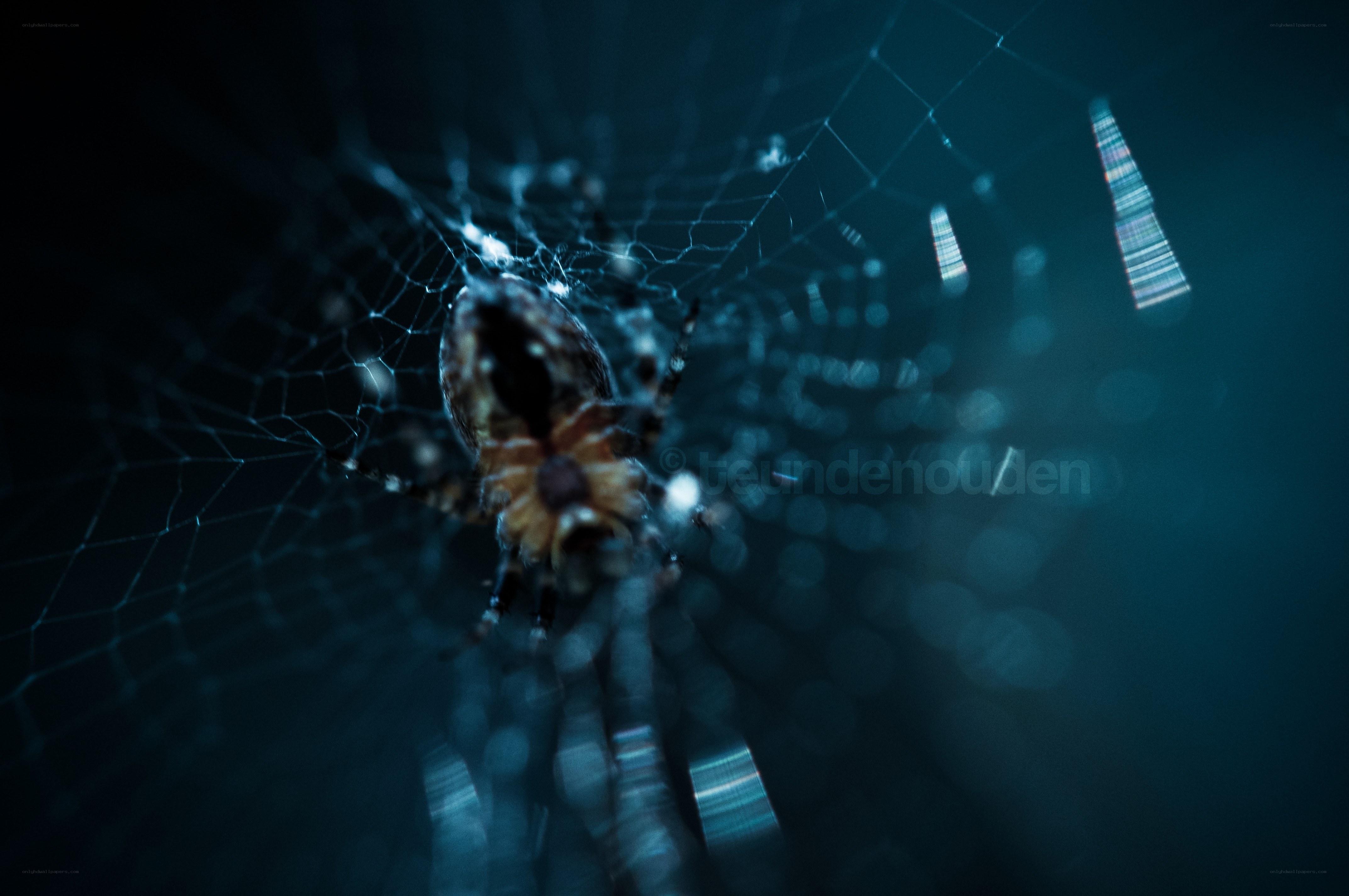 spider on web at night