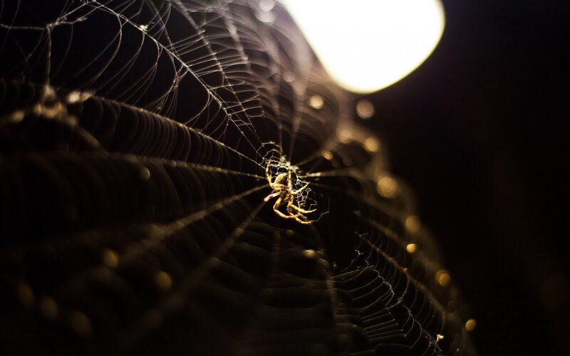 Spider on web at night