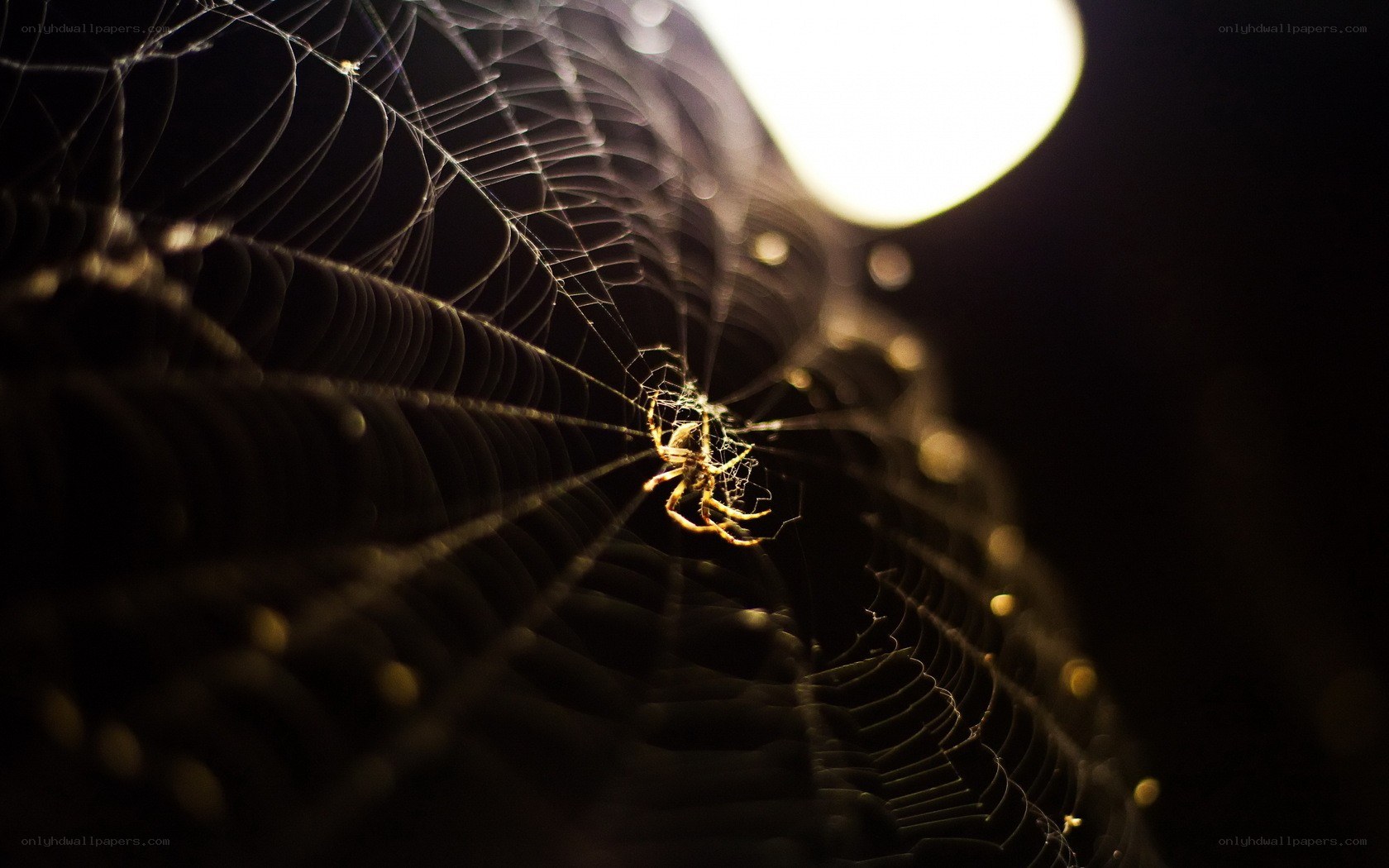 Spider on web at night