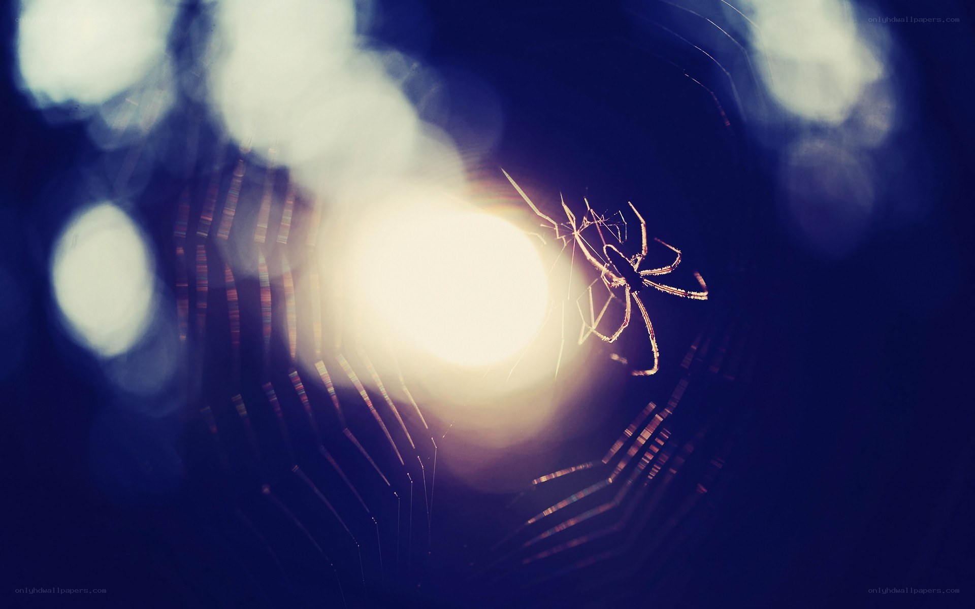spider on web at night