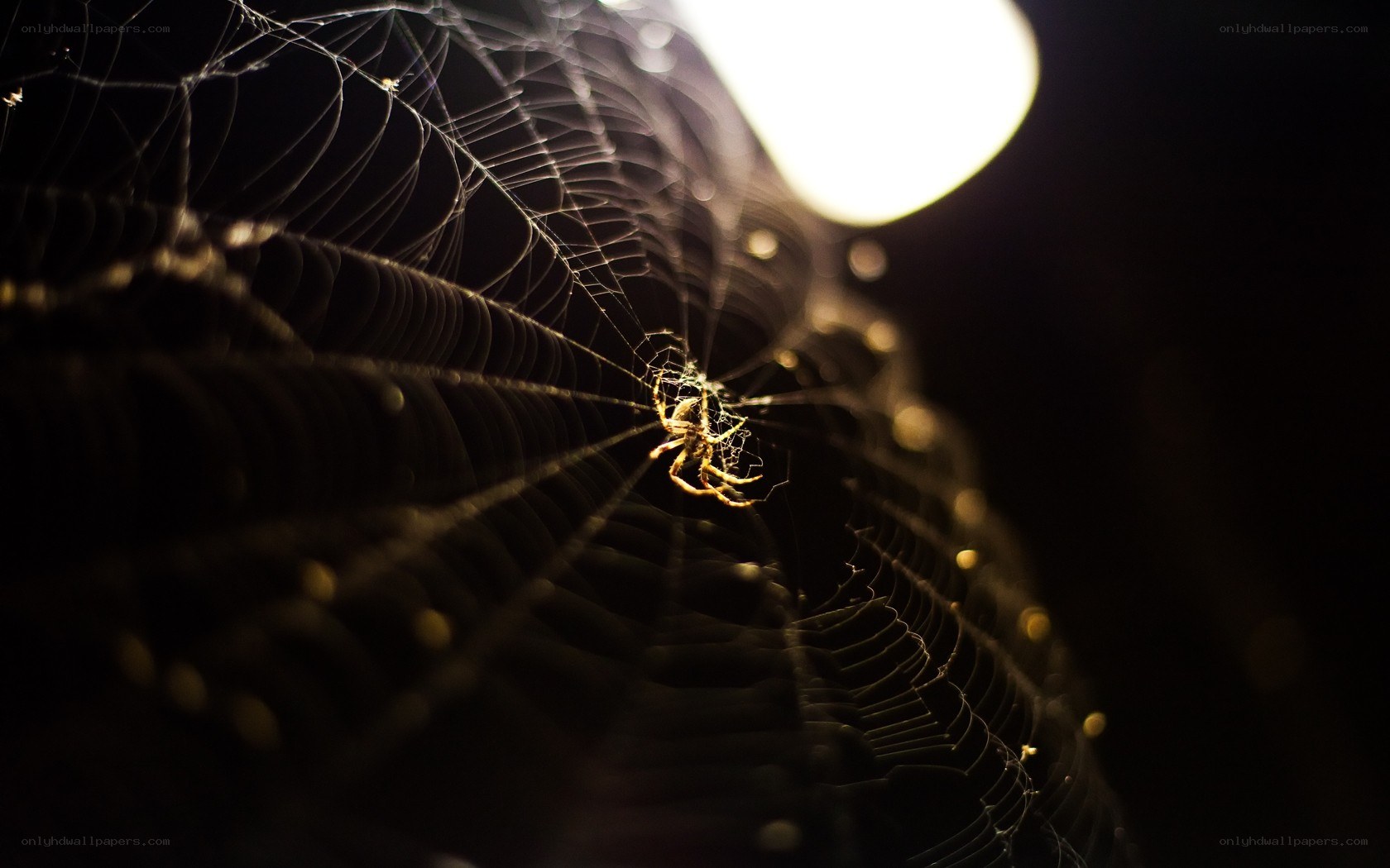 spider on web at night