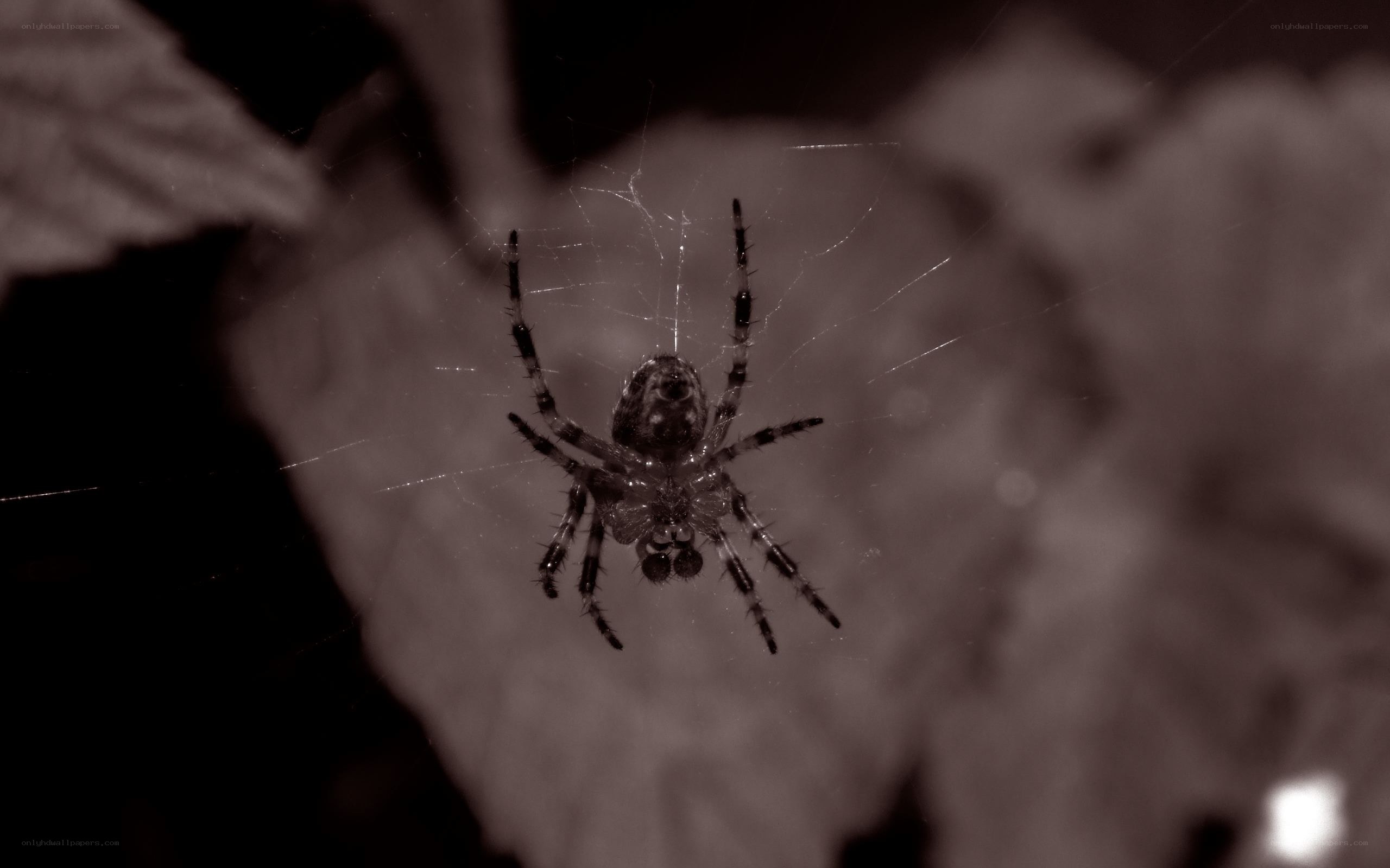 spider on web at night