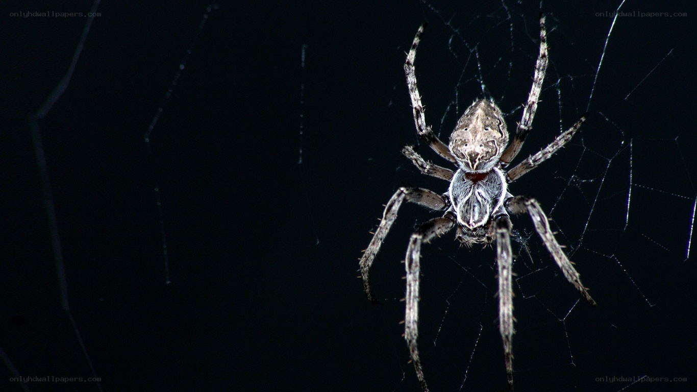 spider on web at night