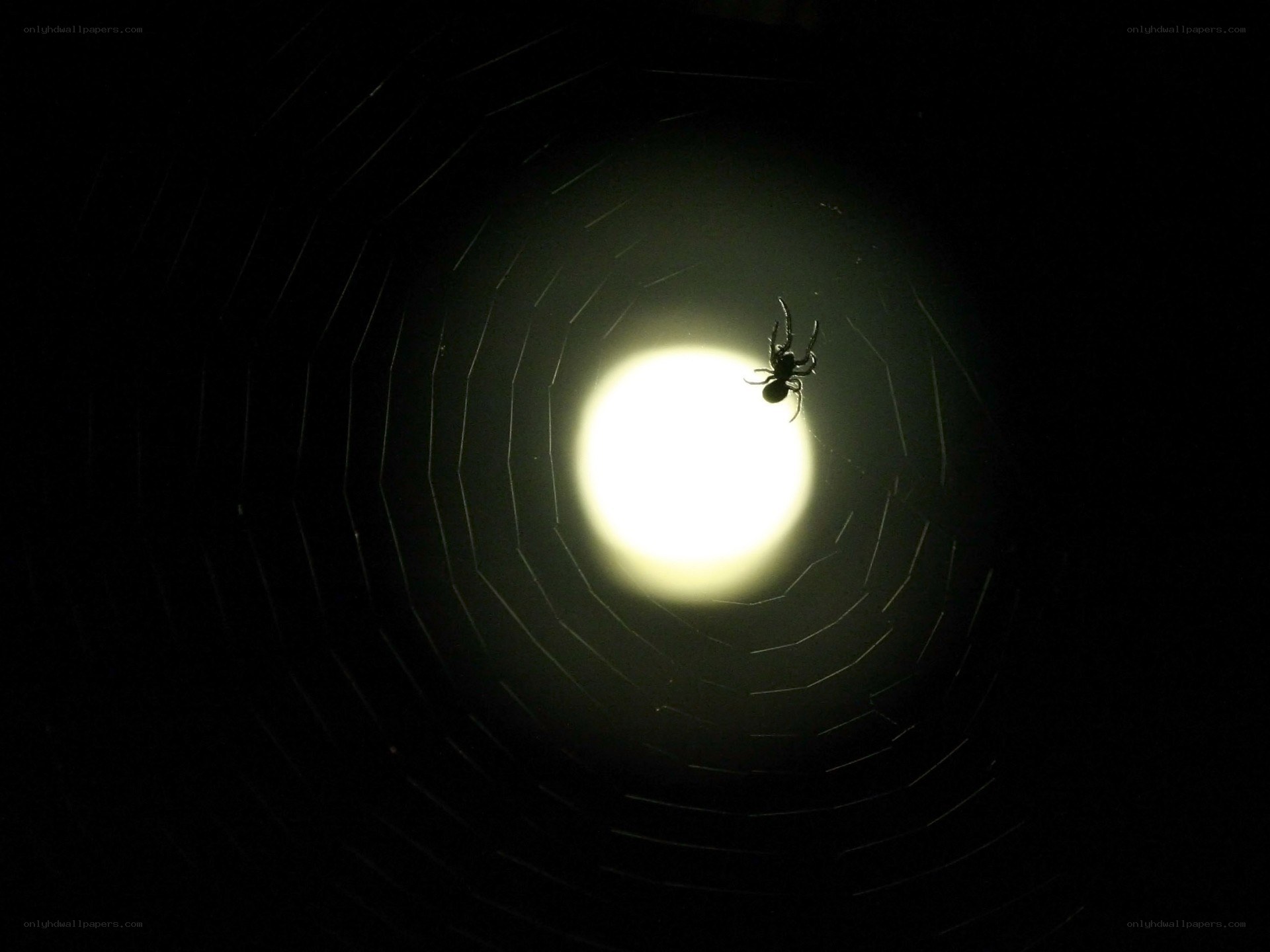 Spider on web at night
