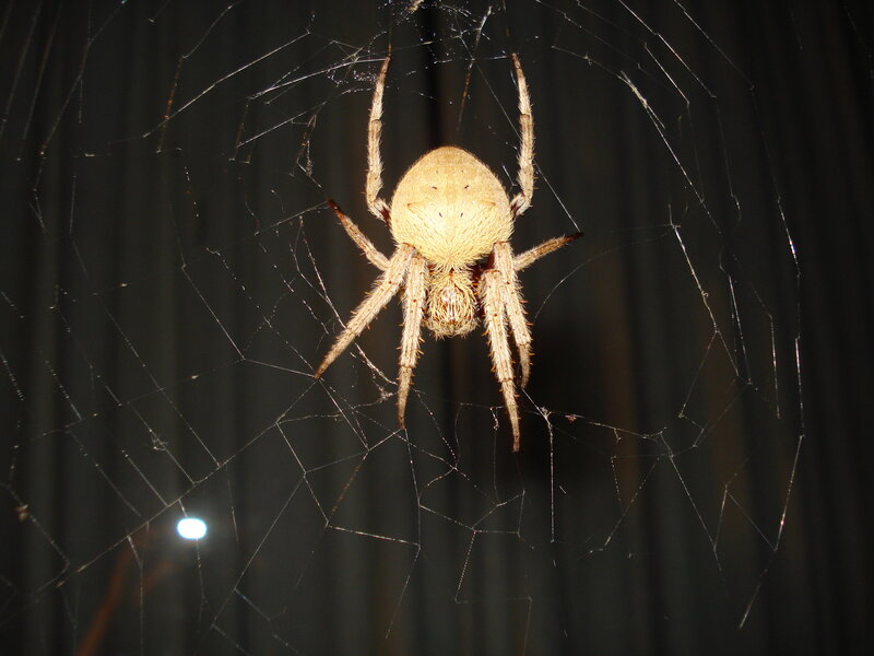 spider on web at night