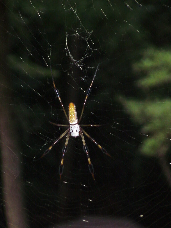 spider on web at night