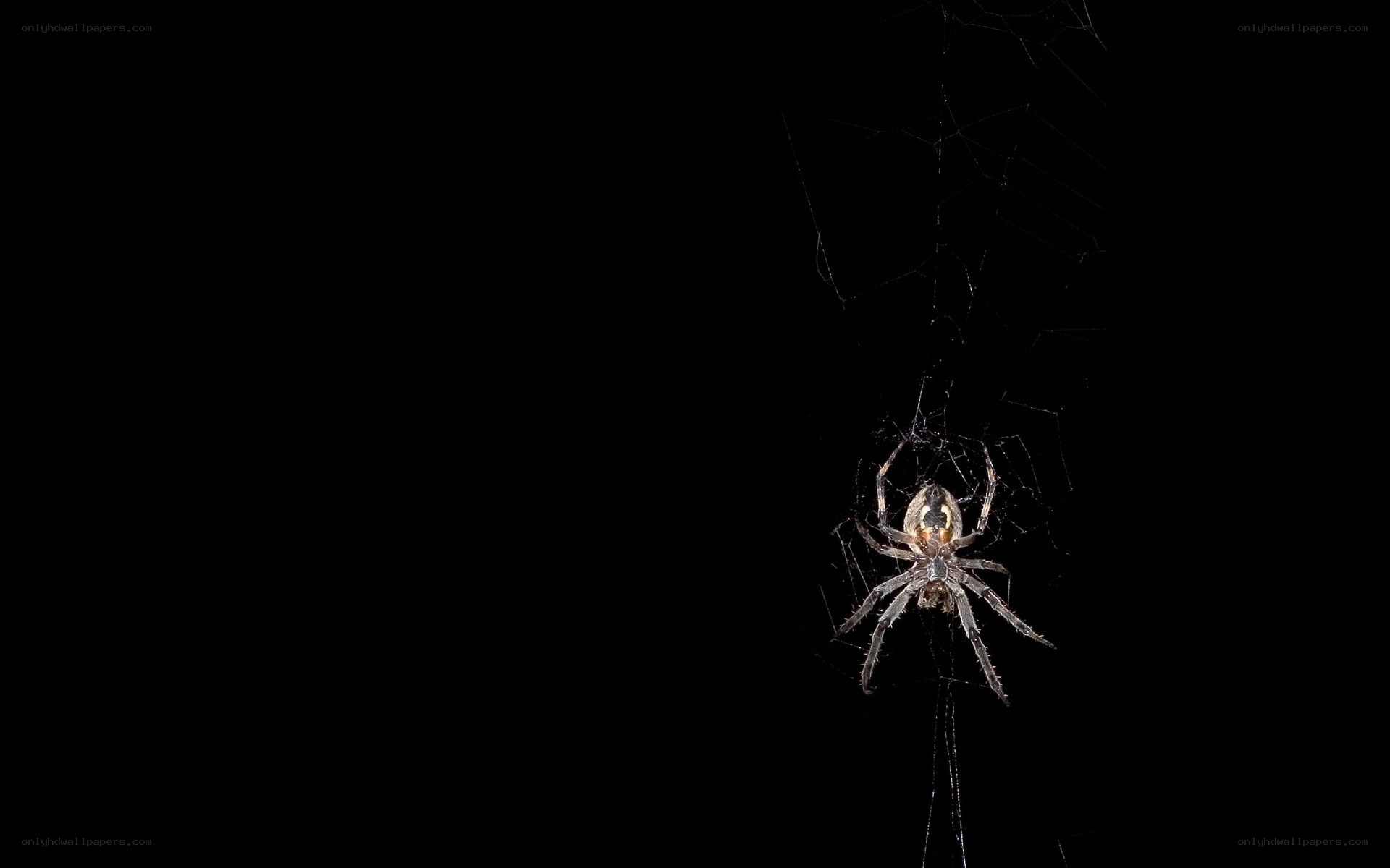 spider on web at night
