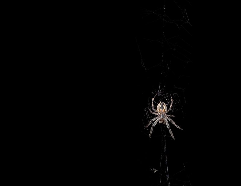 spider on web at night