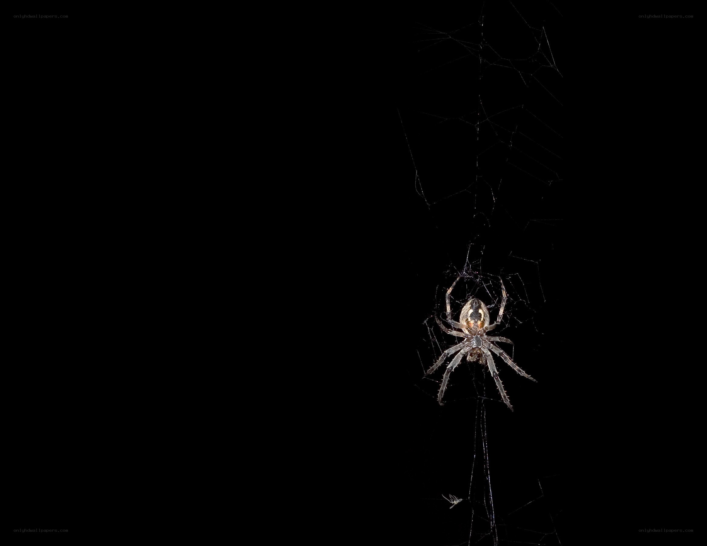 spider on web at night