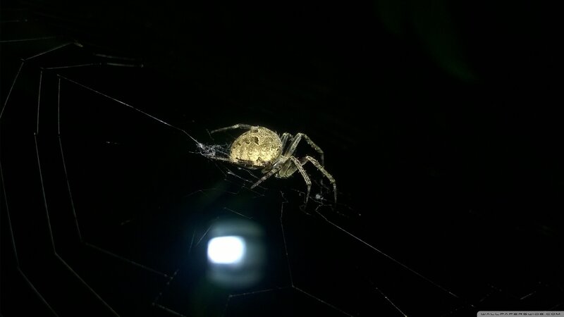 Spider on Web at Night — Black, Dark