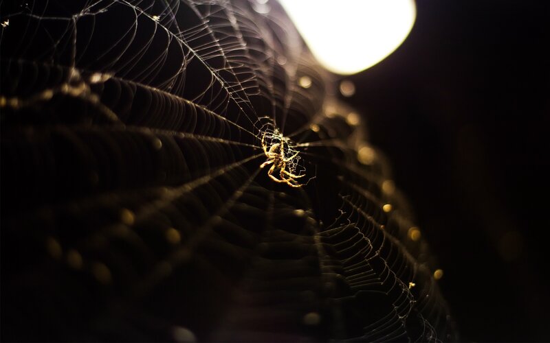 Spider on Web at Night — Black, Dramatic, Photograph