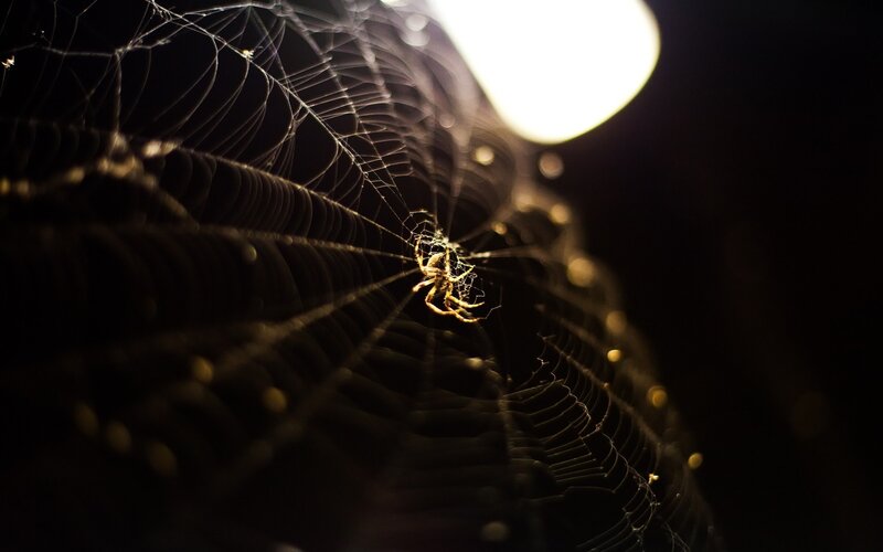 Spider on Web at Night — Black, Dramatic