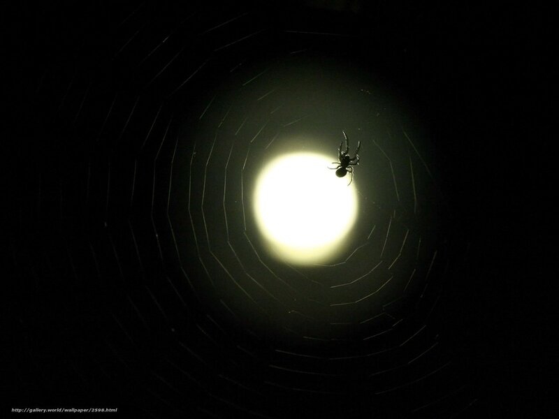 Spider on web at night