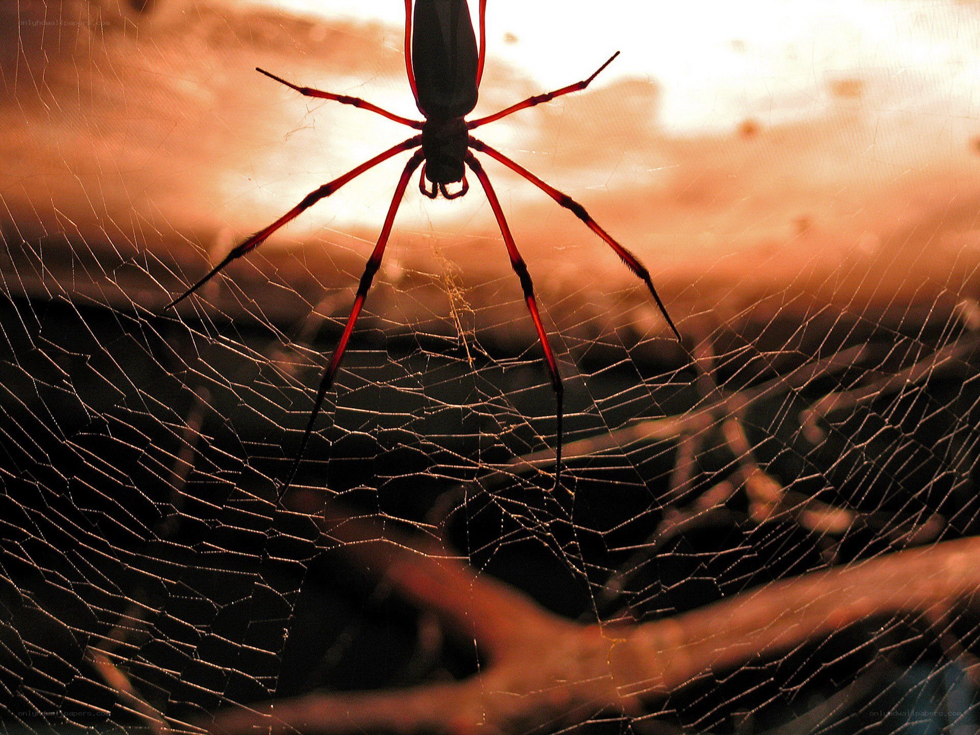 spider on web at sunset