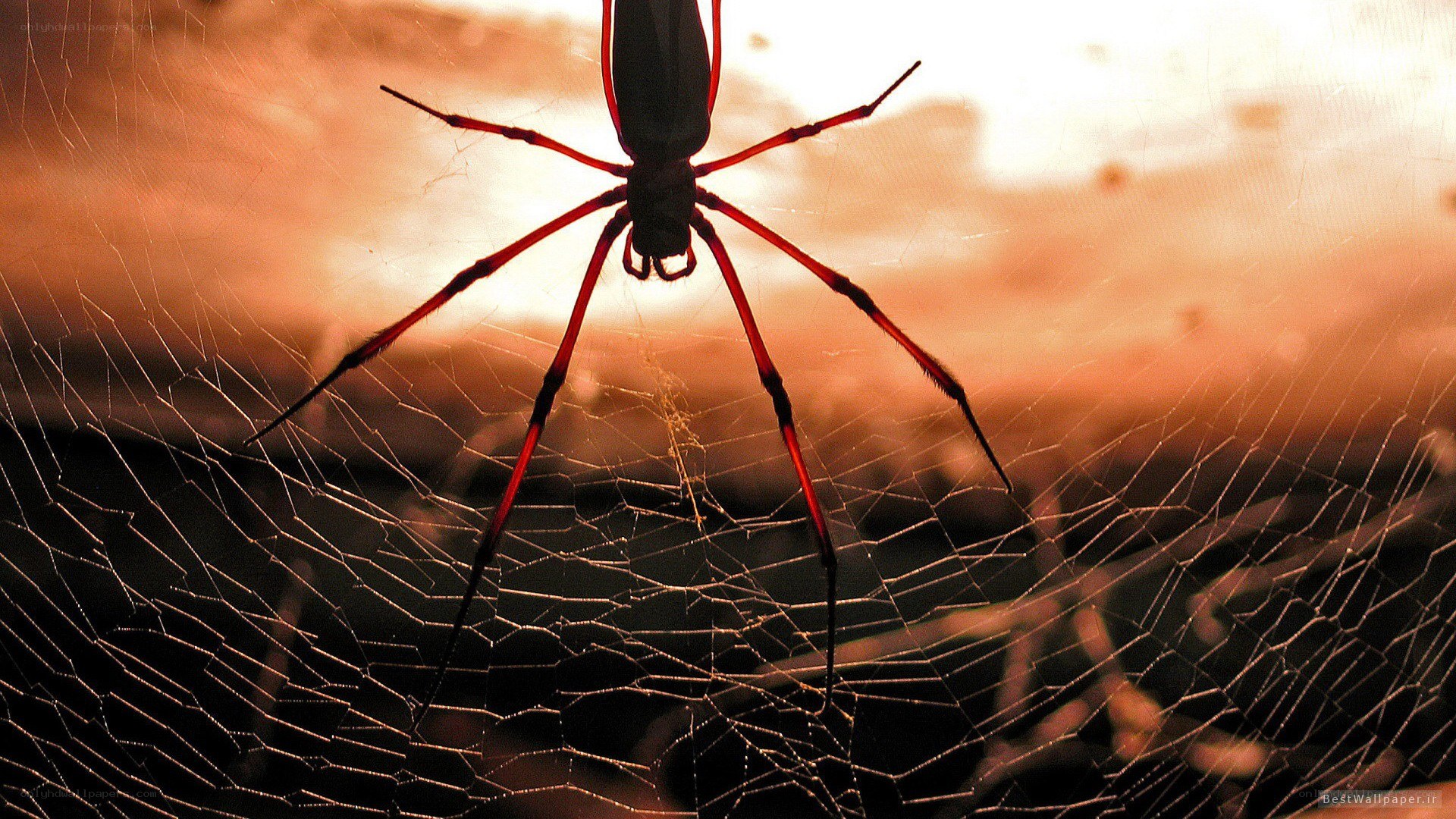 spider on web at sunset