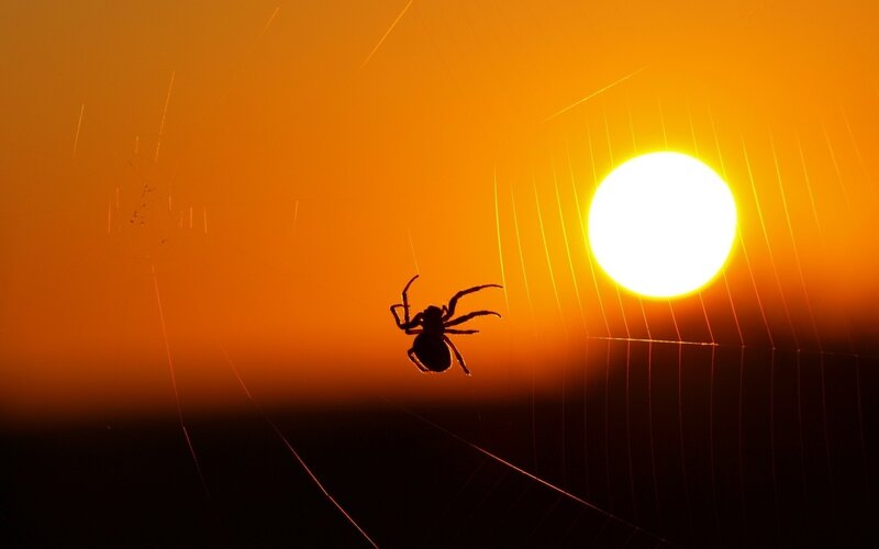 Spider on Web at Sunset — Orange