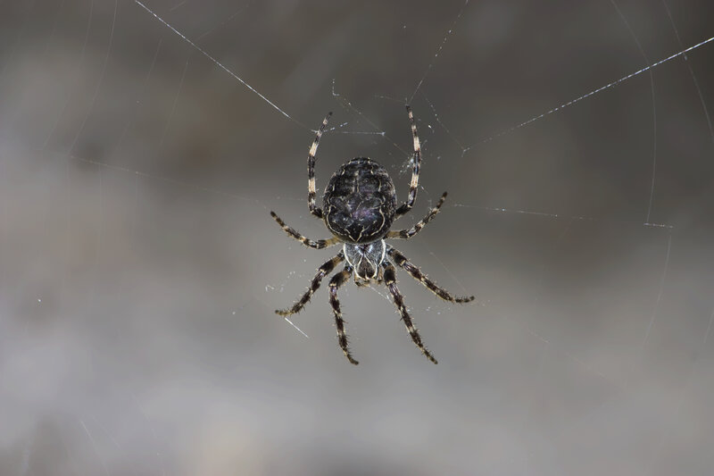Spider on Web — Black, Calm