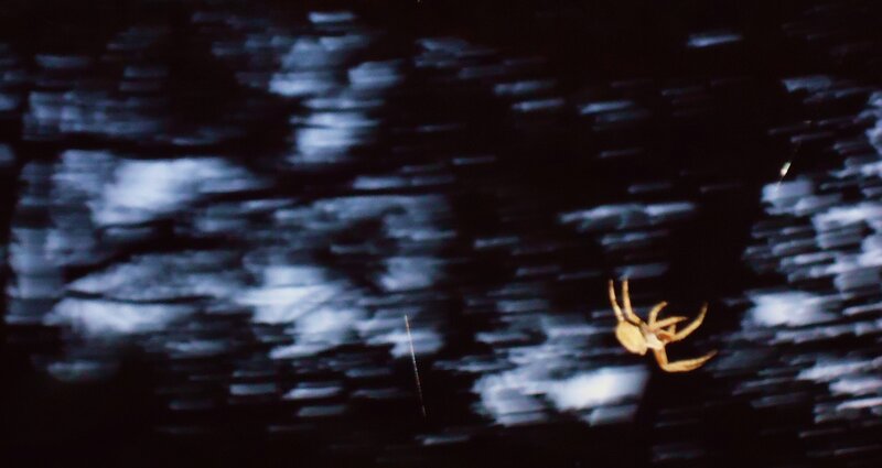 Spider on Web — Black, Dark, Night, Photograph, Dark Background