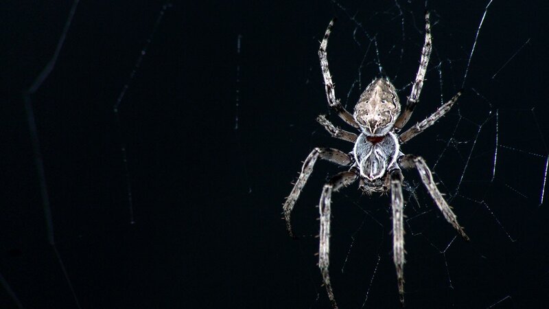 Spider on Web — Black, Dark, Night, Photograph, Gray