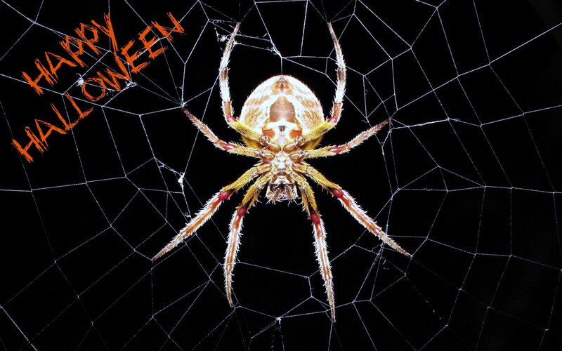 Spider on Web — Black, Dark, Night, Photograph, Text