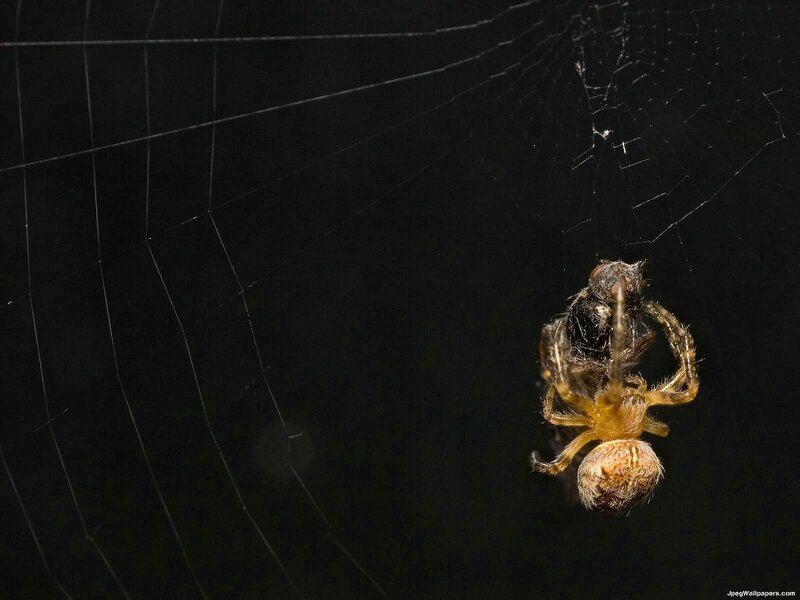Spider on Web — Black, Dark, Night, Photograph