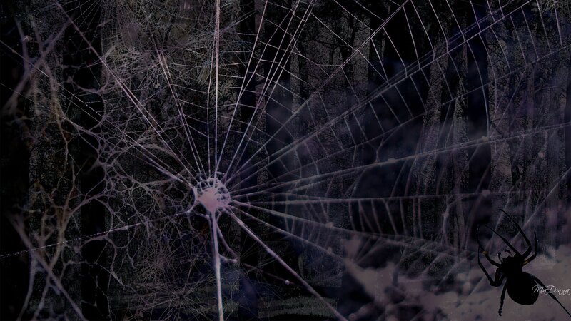 Spider on Web — Black, Dark, Night