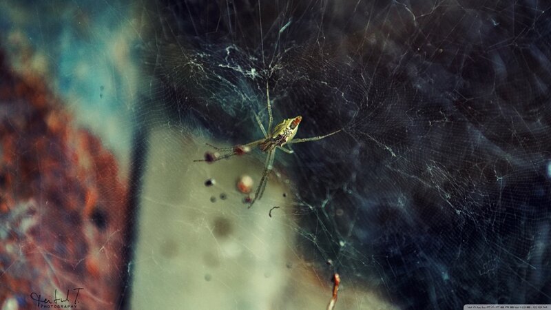 Spider on Web — Black, Dark, Photograph