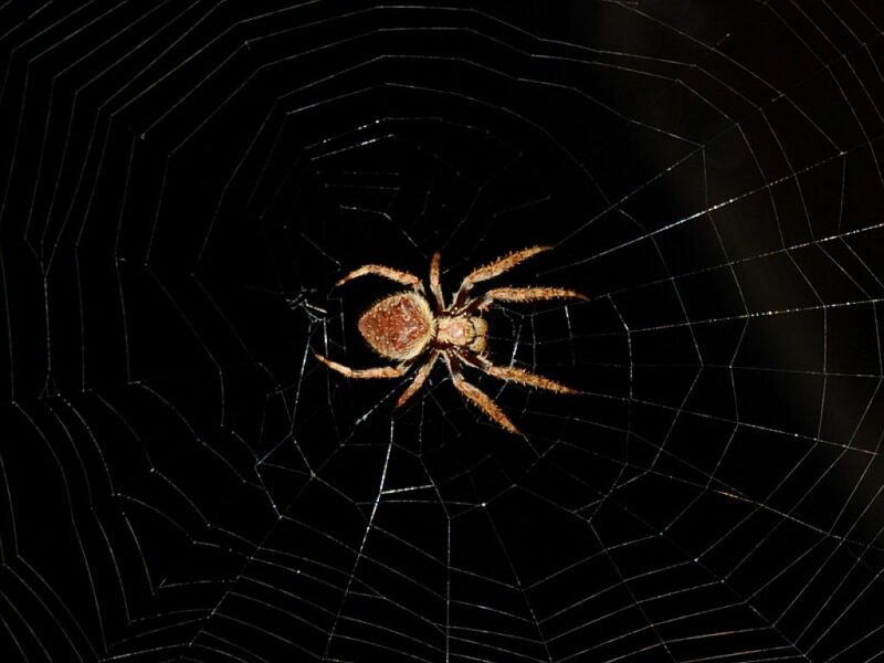 Spider on Web — Black, Dark