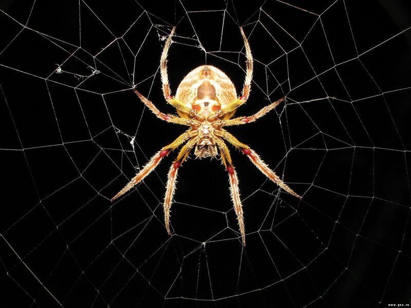 Spider on Web — Black, Dramatic, Night, Photograph, Brown, Yellow