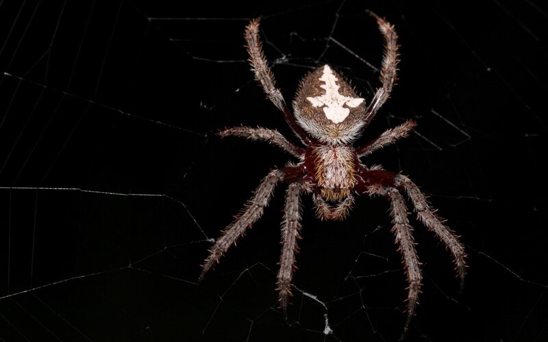 Spider on Web — Black, Dramatic, Night, Photograph, Dark Background, Brown, White