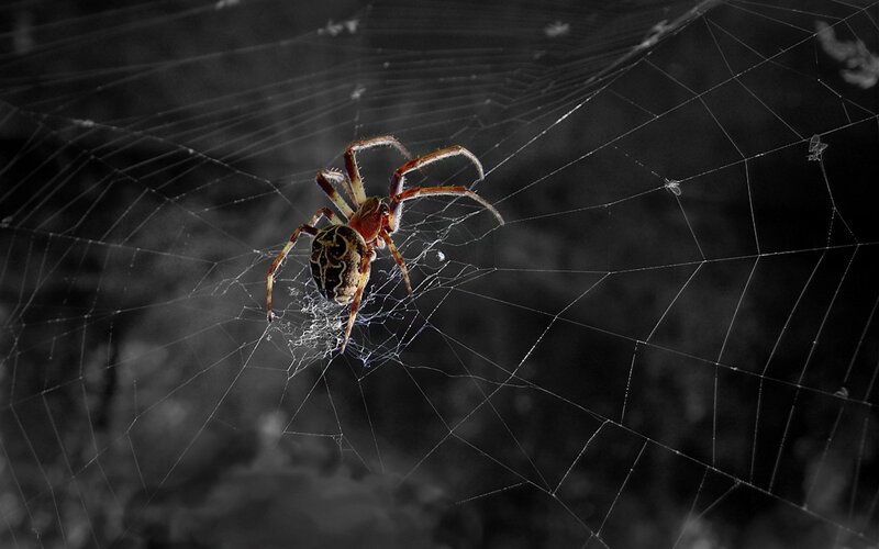 Spider on Web — Black, Dramatic, Night, Photograph, Dark Background