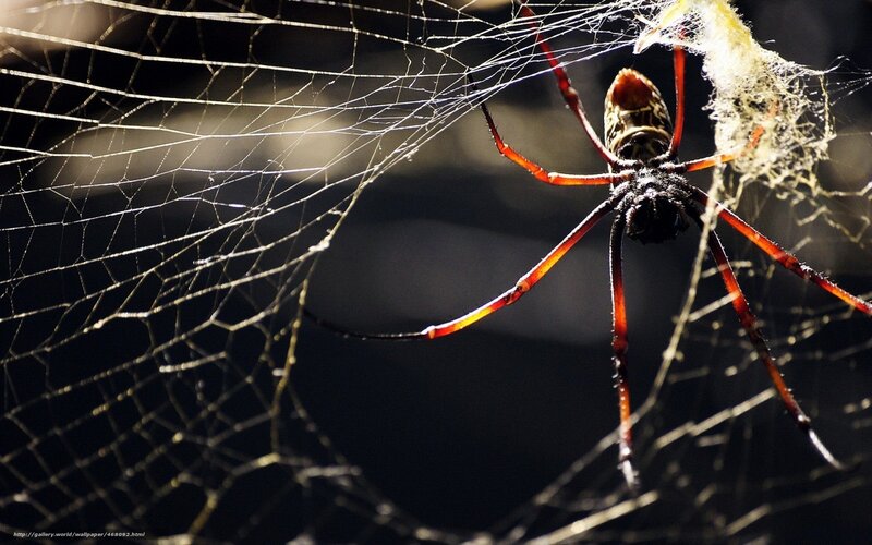 Spider on Web — Black, Dramatic, Night, Photograph, Insect