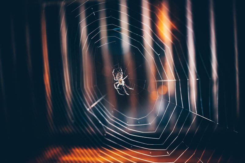 Spider on Web — Black, Dramatic, Night, Photograph, Light