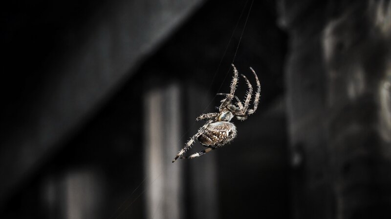 Spider on Web — Black, Dramatic, Photograph, Dark Background