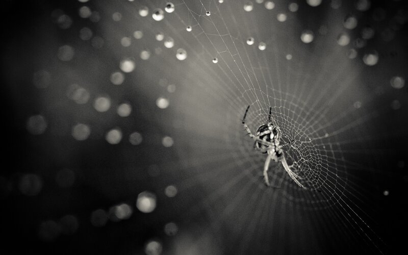 Spider on Web — Black, Dramatic, Photograph, Drops, Dark Background, White