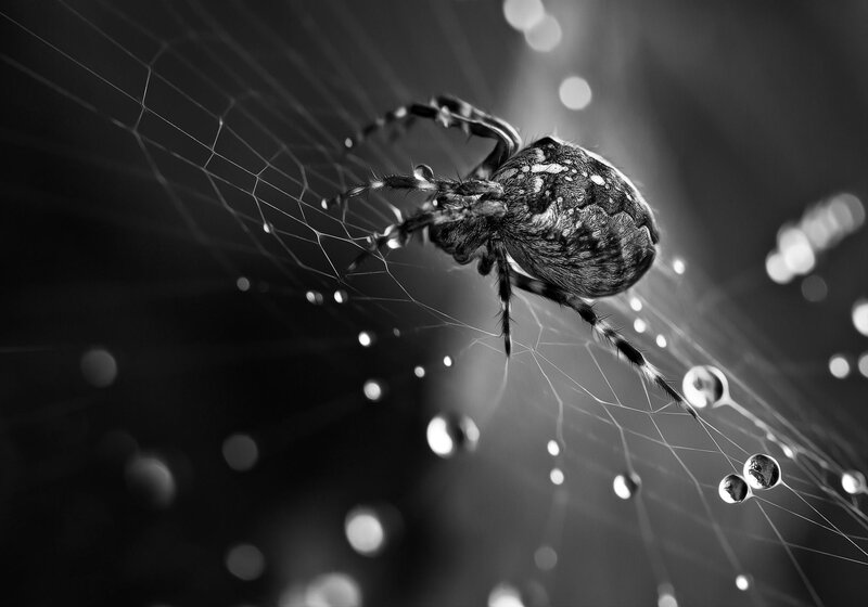 Spider on Web — Black, Dramatic, Photograph, Drops