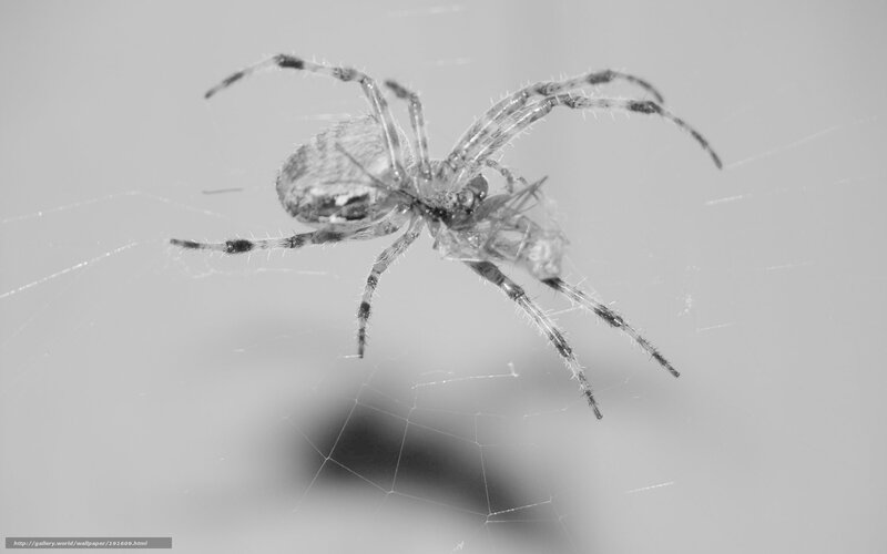 Spider on Web — Black, Dramatic, Photograph, Insect