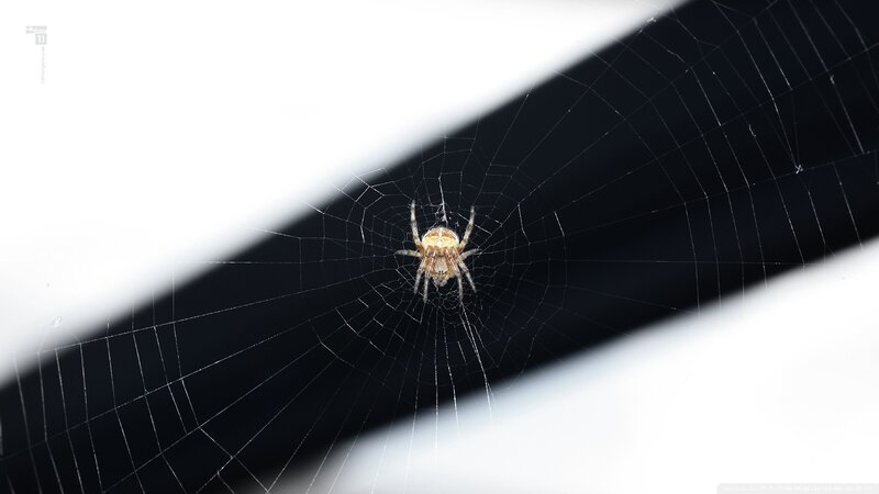 Spider on Web — Black, Dramatic, Photograph, Light