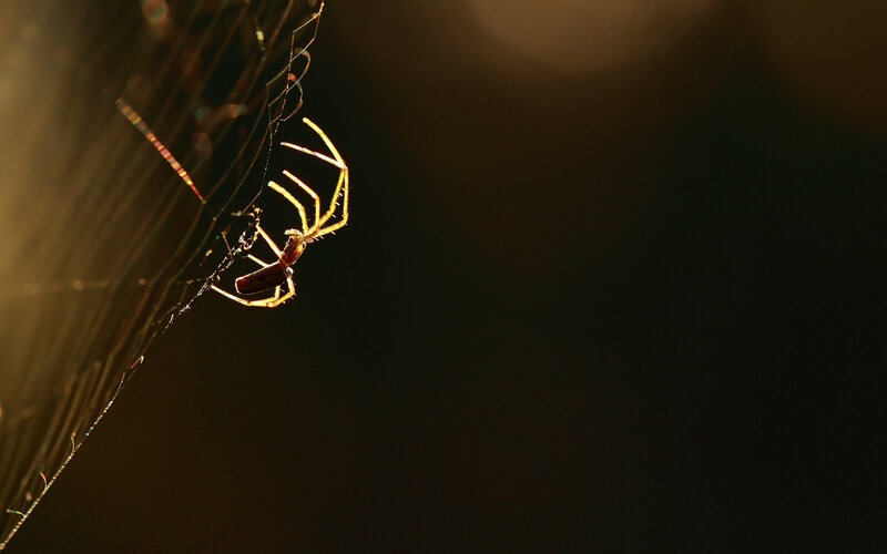 Spider on Web — Black, Dramatic, Sunset