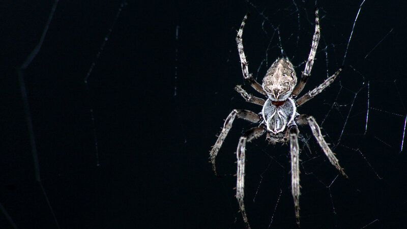 Spider on Web — Black, Dramatic